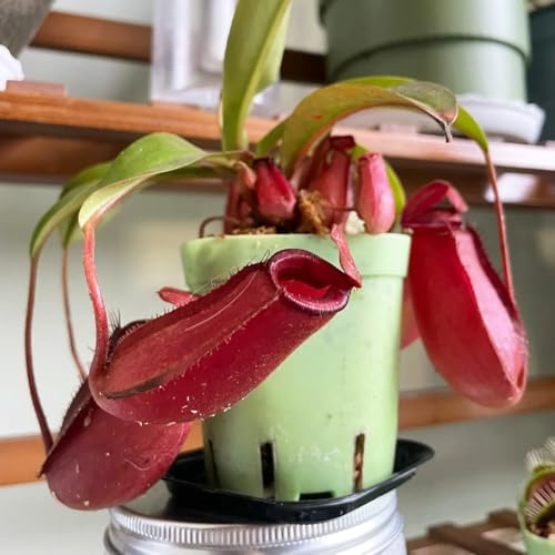 Semillas de plantas de jarra Nepenthes - Semillas de plantas carnívoras, plantas de balcón, plantas de sombra Jardín interior, decoración del alféizar de la ventana. plantas de 200pcs
