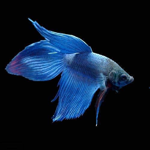 （熱帯魚）ベタ・トラディショナル 青系（オス）（１匹） 北海道・九州航空便要保温