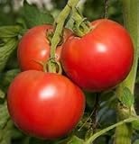 Slicing Tomato Tomimaru Muchoo D3918A (Pink) 25 Seeds by David's Garden Seeds