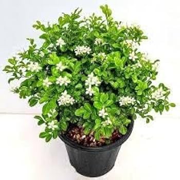 Farmerity Kamini Bonsai is a dwarf variety of the natural Kamini Pack of 1 with out pot (B0D7STZCS5) Amazon Price History, Amazon Price Tracker