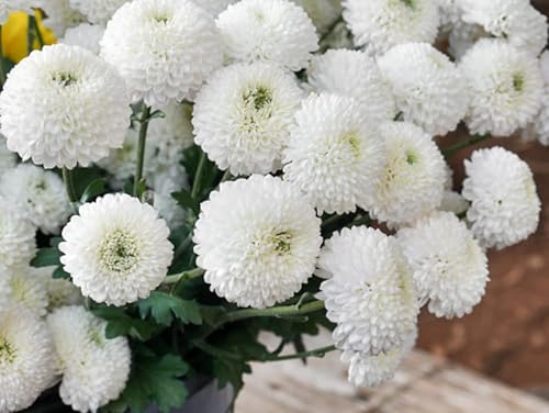 Image of Low Maintenance Hybrid Flower Seeds Combo Pack- All Year Flower Seeds Supply (9 VARIETY SOUTH INDIA ALL YEAR)