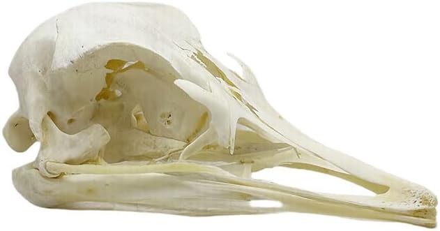 Taxidermy Real Animals Myocastor Ostrich Skulls, Real Bones Specimen, Taxidermy Supplies for Science Education