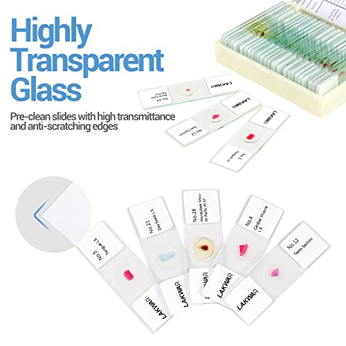 30 Microscope Slides with Specimens for Kids, Prepared Microscope Slides for Kids Microbiology, Glass Slides for Microscope, Biology Gifts for Adults Kids
