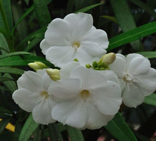 100 graines de fleurs de laurier-rose fraîches