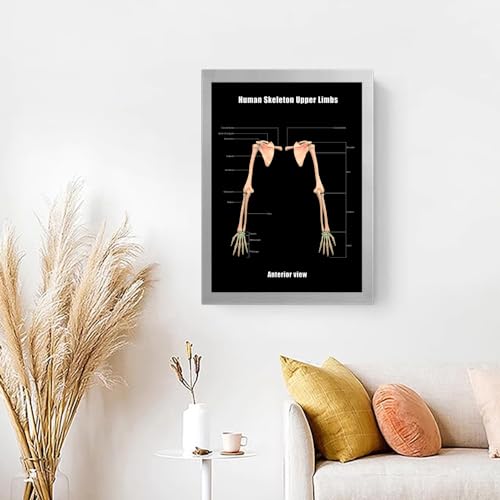 Image of Taanfu Body Educational Learning Anatomy Posters ，Skeleton Upper Limbs Art Skeleton Villi Anatomy Art Poster Digestive System Organs Illustration Small Intestine Physiology Anatomy Wall Art Villi