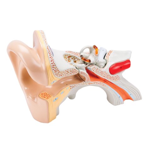 Image of Denoyer Geppert 0133-00 Budget 3 Part Functional Ear Model, 9 inch Length x 8-1 /4 inch Width x 13 inch Height