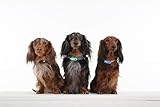 Tickless Mini Dog - chemikalienfreies, natürliches Floh- und Zeckenschutzmittel mit Ultraschall für Hunde - Schwarz