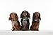 Tickless Mini Dog - chemikalienfreies, natürliches Floh- und Zeckenschutzmittel mit Ultraschall für Hunde - Schwarz