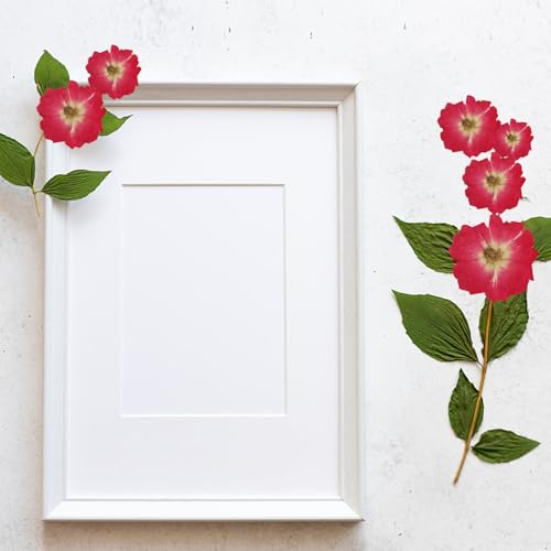 12 unidades Flores naturales secas prensadas para manualidades miniatura 4