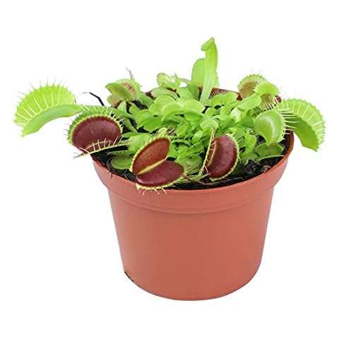 3 Inch Live Venus Fly Trap Live Plant, Dionaea Muscipula Venus Fly Trap Plant, Sundew Carnivorous Plants Live Houseplants, Venus Fly Trap Terrarium Plants, Live Plants Indoor Plants by Plants for Pets Cover