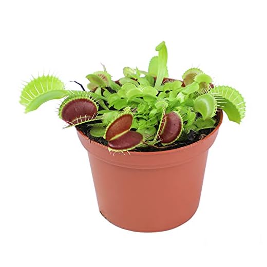 Live Venus Fly Trap Live Plant, Dionaea Muscipula, Venus Fly Trap Plant Decor, Sundew Carnivorous Plants Live Houseplants, Venus Fly Trap Terrarium Plants, Live Plants Indoor Plants by Plants for Pets