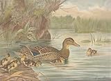chromolithographie erkennen  Märzente. Anas boschas L., Weibchen. Dunenjunge. Chromolithographie.