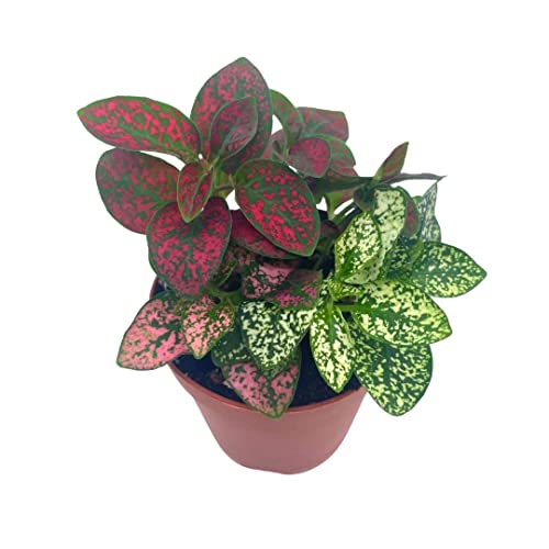 Polka dot plant How to grow & care