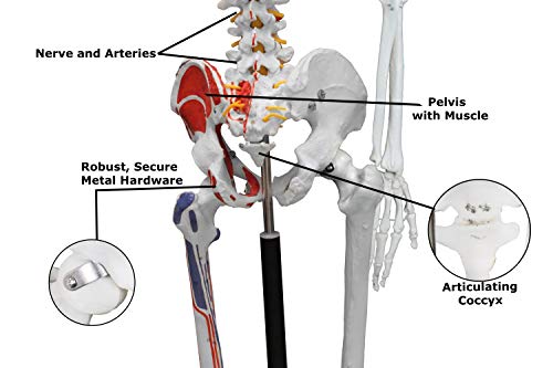 Image of VAS230 Full Size Flexible Human Skeleton with Hand Painted Muscles -67 inch | Flexible Articulated Spinal Column | Mounted On Roller Base with Instruction Manual