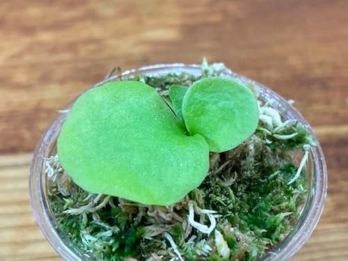 観葉植物 ビカクシダ リドレイ」の人気商品一覧 | 安い商品を通販