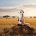 The Petting Zoo Meerkat Stuffed Animal, Gifts for Kids, Wild Onez Zoo Animals, Meerkat Plush Toy 12 inches