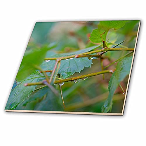 3Drose Drops Of Rainwater On The Green Leaves Of The Hawthorn Shrub - Tiles (Ct_349356_1) #TOP4