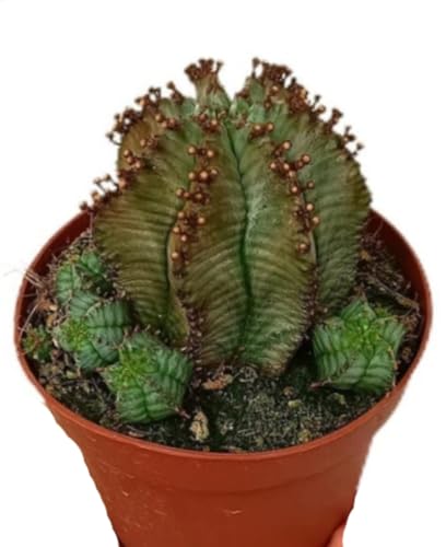 Planta natural cactus Euphorbia Polygona, maceta de 13 cm. Suculenta con tallos triangulares, fácil de cuidar. Segura Garden.