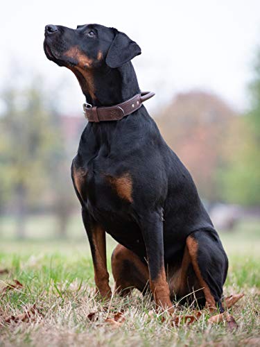 Jack & Russell Premium Leder Hunde Halsband mit Haltegriff - Leder Hundehalsband mit Ledergriff - Echtleder Halsband mit Griff - stabiles Büffelleder Jack (L)