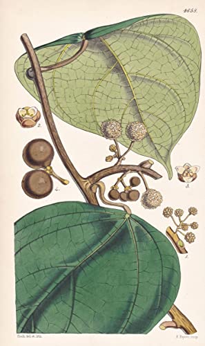 Coscinium Fenestratum. False Calumba-root. Tab. 4658 - Sri Lanka / Pflanze Planzen plant plants / flower flowers Blume Blumen / botanical Botanik botany / aus 