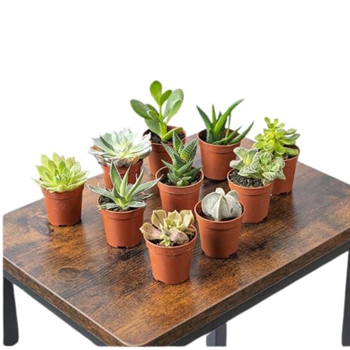 SMPLY. Pack de 10 Plantas Suculentas Naturales Altura 8 cm Macetas Ø 5,5 para Interiores o Exteriores para Decoración de Hogar o Regalo