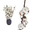 Inter Flower – 10 stuks katoen van echt katoen met 8-10 bloemen gedroogd, 70 – 75 cm +/- decoratie – lang houdbaar…