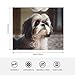 WZYWHJ Shih Tzu Flanelldecken mit Hundemotiven sind super weich, warm und leicht, geeignet für Sofas und Betten