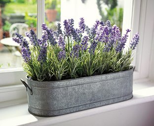 Creative Farmer Herb Seeds Home Depot Lavender Lavandula Officinalis Garden  | Desertcart Haiti