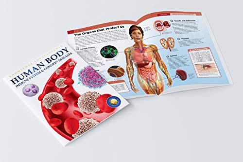 Image of Human Body - Immune System And Common Diseases: Knowledge Encyclopedia For Children