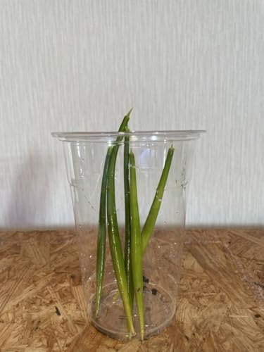 観葉植物 マングローブ」の人気商品一覧 | 安い商品を通販サイトから