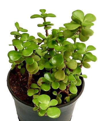 Oyeboy Jade Plant with Pot Lucky vastu Plant For Home and Office (B0D45JBB18) Amazon Price History, Amazon Price Tracker
