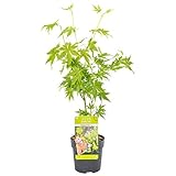 Bloomique