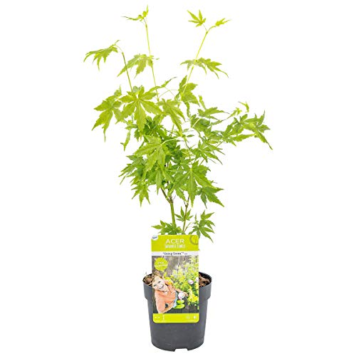 JAPANSE ESDOORN: Met deze blikvanger creëer je eenvoudig een ware kleurspektal in jouw tuin!
