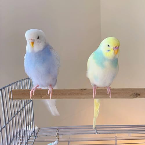 Image of 16 PCS Natural Wood Bird Perch Wooden Parrot Perch Stand Bird Cage Branches Bird Cage Accessories for Parakeets Cockatiels Parrotlets Budgies Conures Macaws Love Birds