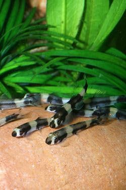 Swimming Creatures&trade; Panda Loach Aquarium Fish