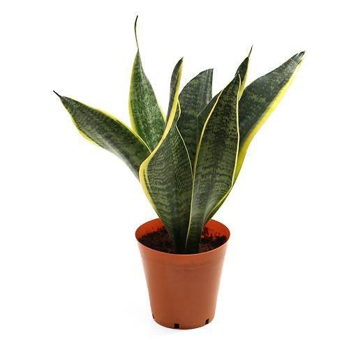 観葉植物 4号 サンスベリアの人気商品 通販 価格比較 価格 Com
