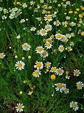 Herb Selection (Chamomile) Herbal Tea, Culinary Herbs, Fresh, Organic, Home Grown, Healthy