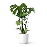 Monstera Deliciosa o Costilla de Adán | Planta natural de interior estilo tropical disponible en 3 alturas diferentes | April Plants (Alt. 65-75 cm | 21ø)