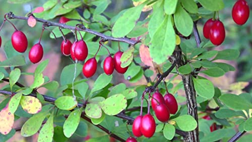 15 Japanese Barberry Seeds For Planting Berberis Thunbergii Thunberg's Barberry Red Barberry #TOP4