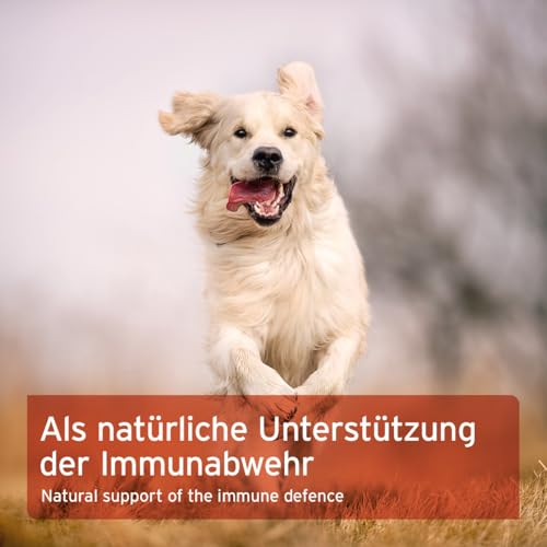 AniForte Immun Aktiv für Hunde & Katzen 250g - Kräutermischung für mehr Vitalität & Wohlbefinden, natürliche Abwehrkraft, Stärkung des Immunsystem, reich an Mineralien, ohne künstliche Zusätze, Natur