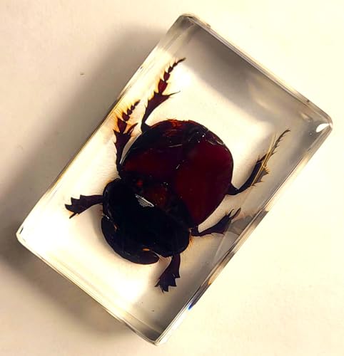 Image of 44mm Real Dung Beetle in Crystal Clear Lucite Resin Specimen Preserved Insect Taxidermy Crafts Collection for Biology Science Education & Desk Ornament Display Supplies Small Paperweight