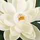 Seerosen Künstlich5 STK Künstliche Lotusblume Schwimmende Teichdekoration Seerose Ornament für Gartenterrasse Pool Aquarium Dekoration (Weiß)