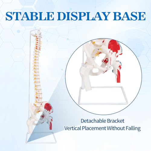 Image of 34.6 inchLife-Size Flexible Human Spine Model with Muscle Origins
