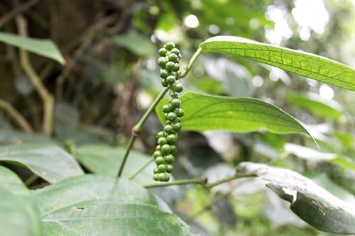 Image of Forest Flavours Black Pepper (Kali Mirch) Whole 100g | 100% Natural Sabut Kali Mirch with Bold Flavor & Fresh Aroma | Premium Peppercorns for Cooking, Seasoning & Flavor Enhancement