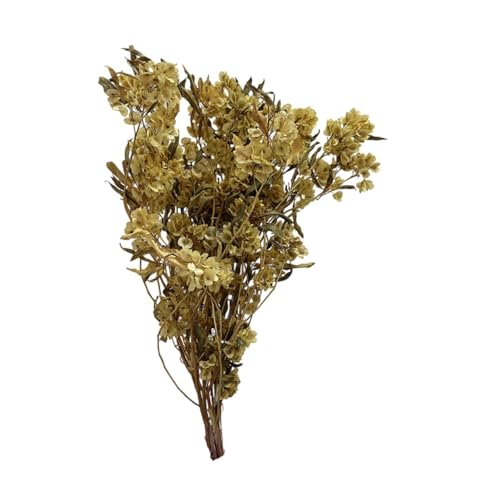 Bouquet de flores secas Dodonaea Viscosa 40-60 cm miniatura 1