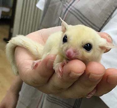 Amazon | フクロモモンガ 飼育ベビーセット 保温と授乳が必要な