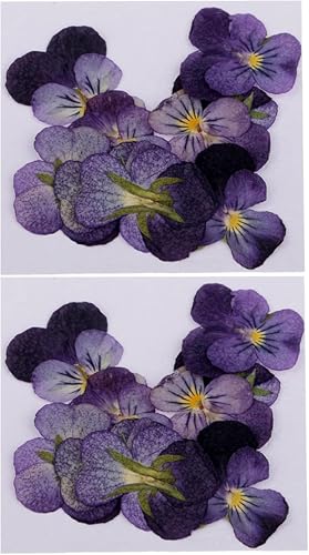24 piezas de flores violetas secas naturales para manualidades miniatura 4