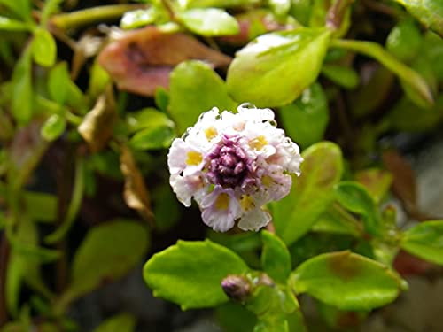 Ib Prosperity Lanceleaf Fog Fruit (Phyla Lanceolata Var. Recognita) 100Mg Seeds For Planting, Verbenaceae (Verbena), Perennial, Lanceleaf Fogfruit, Heirloom, Open Pollinated, Non-Gmo #TOP26