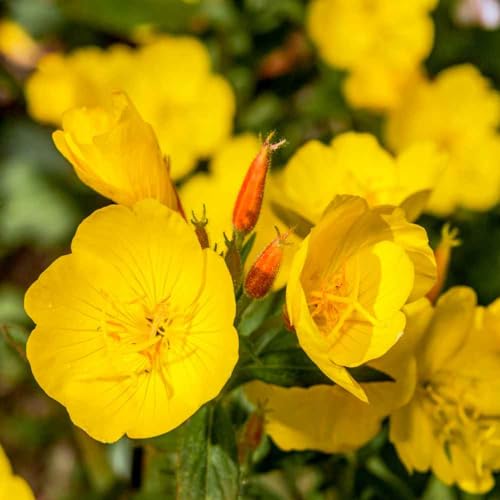 Outsidepride Evening Primrose Seeds - 5000 Pcs Annual, Hardy, Easy to Grow & Low Maintenance Flower Seeds for Planting Vibrant Soft Yellow Blooms, for Containers, Borders & Erosion Control