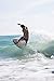 Jobe 2022 Shov It Skimboard 286322001 - Wood